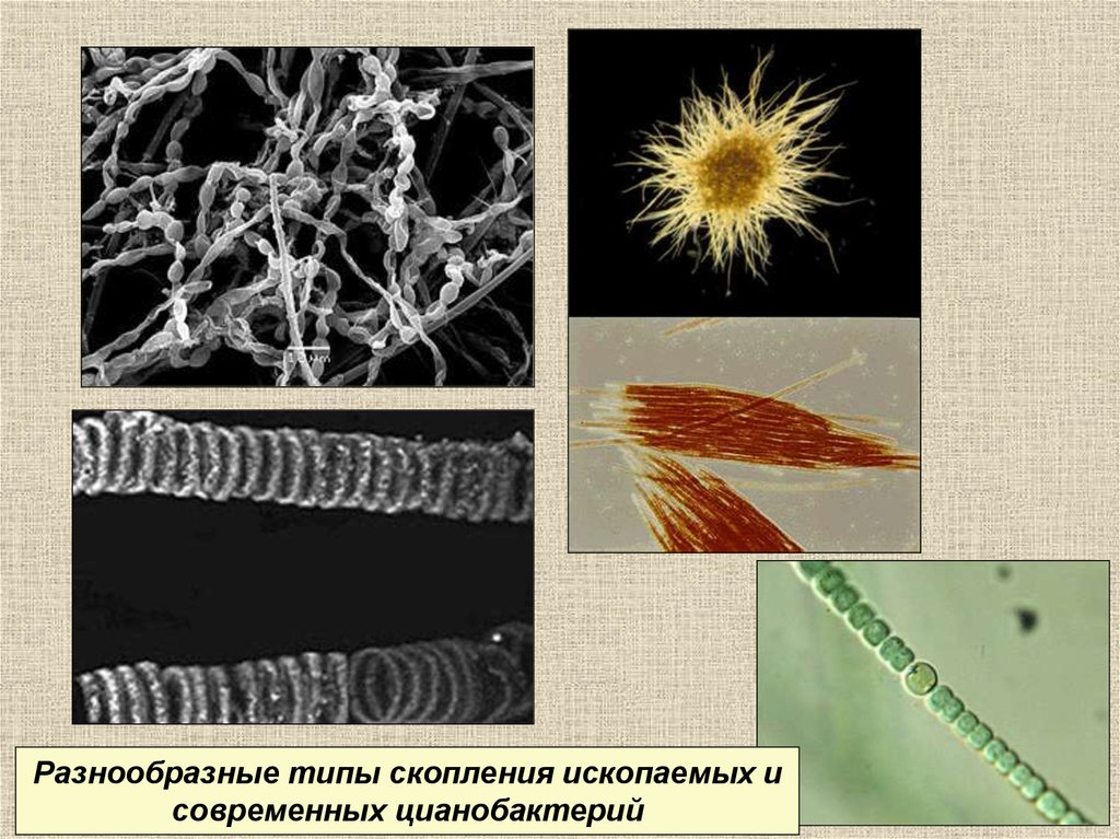 Безъядерные организмы. Одноклеточные безъядерные. Одноклеточные безъядерные организмы. Надцарство прокариоты. Микрофитолиты.