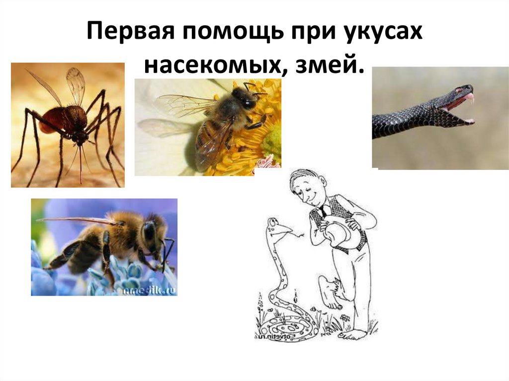 Укусы насекомых змей