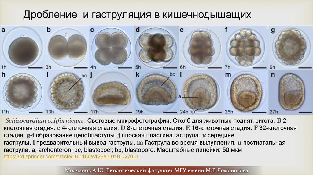 8 рассмотрите рисунок какие стадии развития зародыша обозначены цифрами