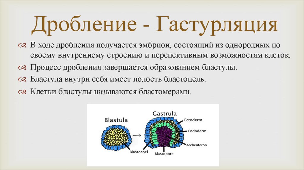 Дробление гаструляция стадии. Дробление гаструляция. Способы дробления и гаструляции. Дробление гаструла. Дроблениеи и гаструляци.