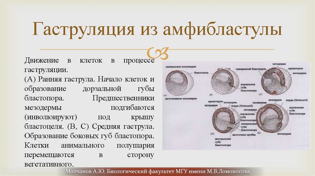 Дробление гаструляция стадии