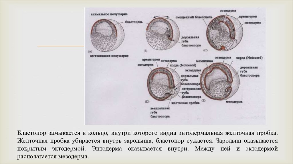 Раннее развитие амфибий (зигота, дробление, гаструляция, нейруляция)