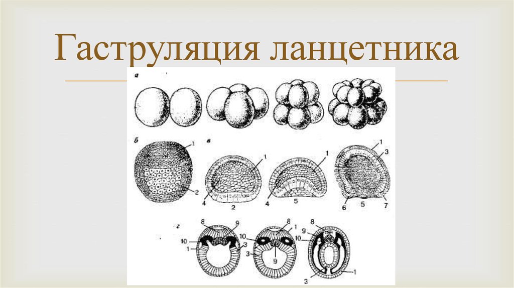 Гаструла ланцетника рисунок