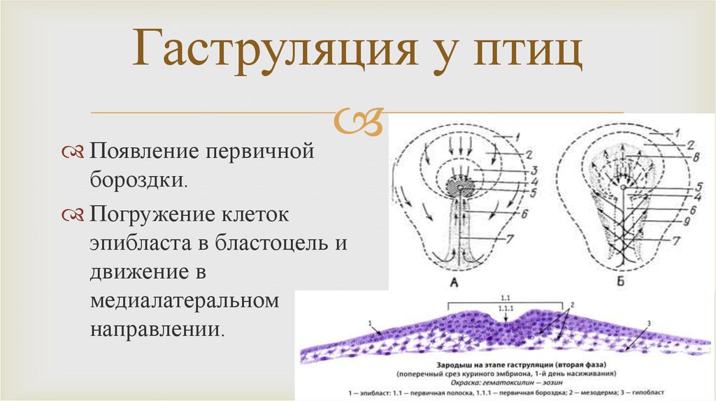 Первичный узелок. Гаструляция птиц схема. Гаструляция первичная полоска гистология. Гаструляция зародыша птиц. 1 Фаза гаструляции у птиц.