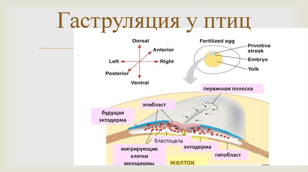 Первичный узелок. Гаструляция деламинация гистология. Поздняя гаструла птиц. Гаструляция зародыша птиц. Тип гаструляции зародыша птиц.