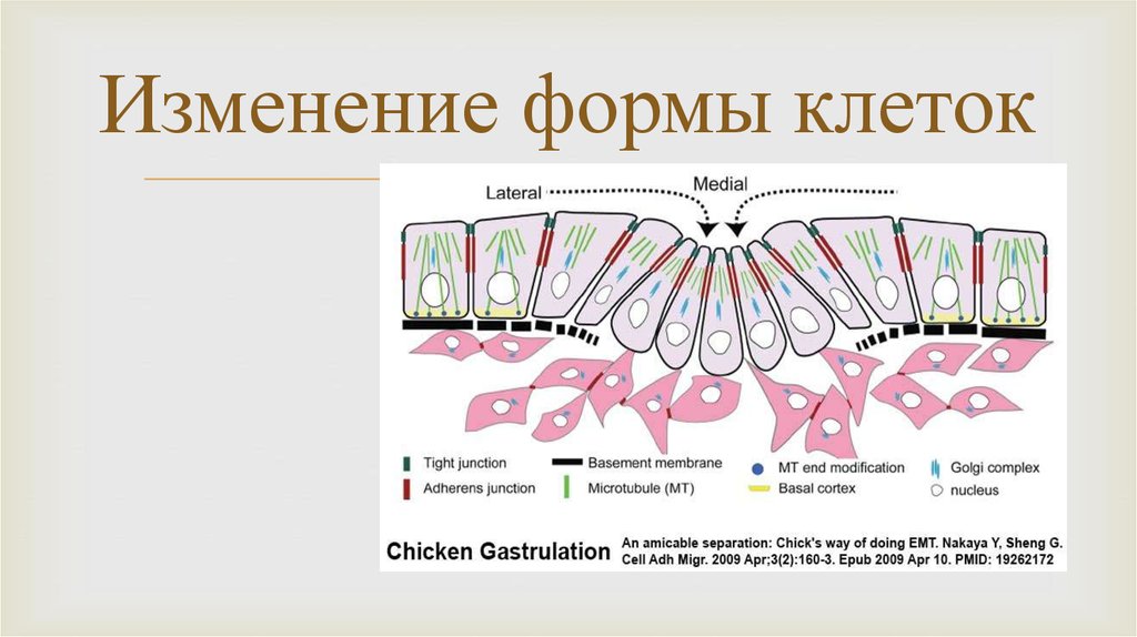 Измененные клетки