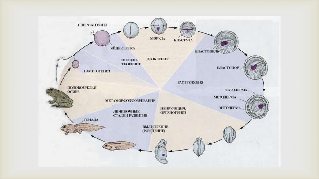 Индукция зародыша. Опыт Шпемана эмбриональная индукция. Эмбриональная индукция схема. Схема первичной эмбриональной индукции. Эмбриональный период развития зародышевая индукция.