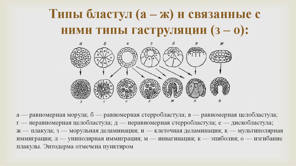 Процессы дробление зиготы гаструляция. Морфология бластулы. Типы бластул. Типы бластул морула. Типы бластул целобластула. Целобластула Тип гаструляции.