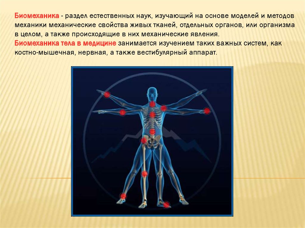 Презентация биомеханика мышц