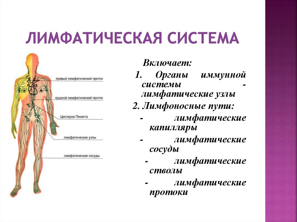 Лимфатическая система важнейшая. Лимфатическая система органов человека и их функции. Лимфатическая система организма схема. Строение и функции лимфатической системы. Перечислите органы лимфатической системы человека.