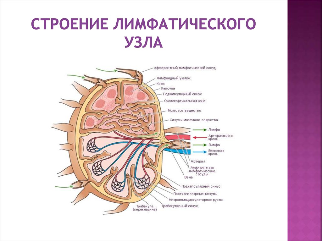 Схема строения лимфатического сосуда