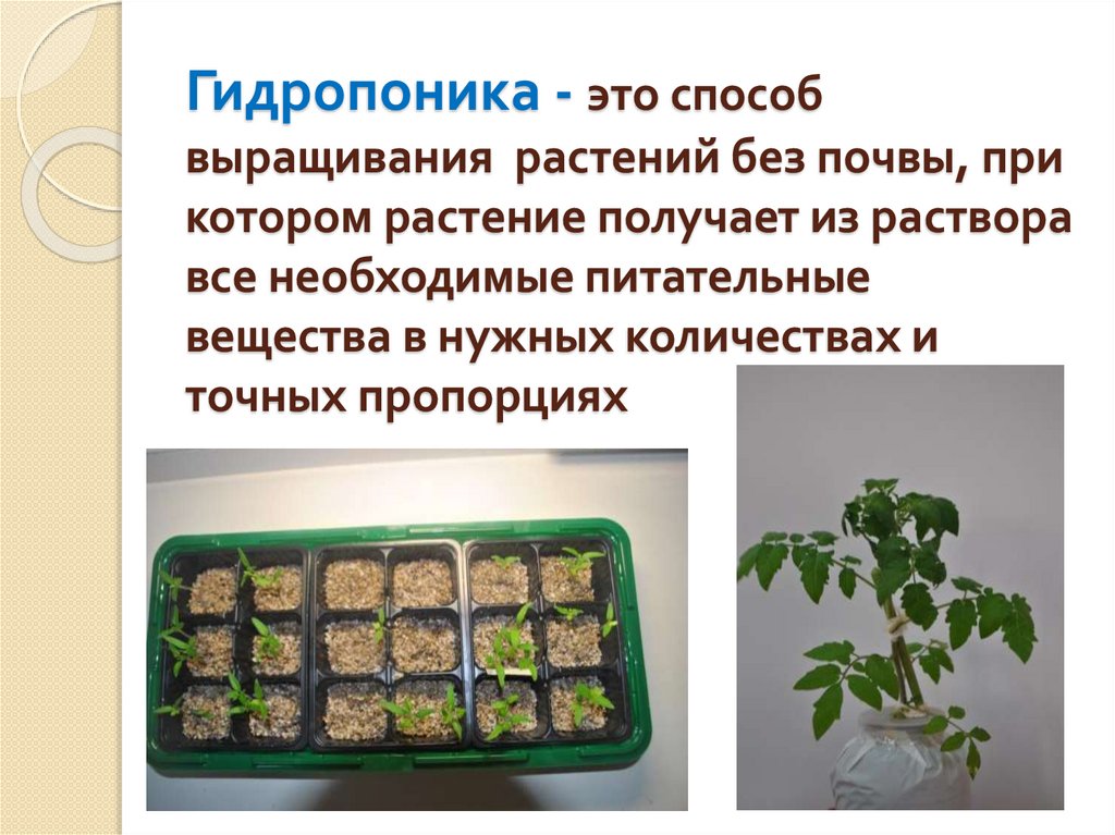 Способ растений. Гидропоника 6 класс биология. Технология выращивания растений без почвы гидропоника. Технология выращивания комнатных растений. Гидропоника презентация.