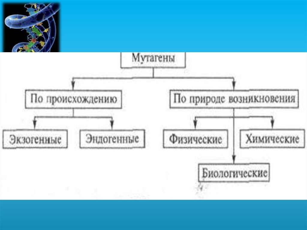 Под влиянием каких факторов происходит мутационная изменчивость