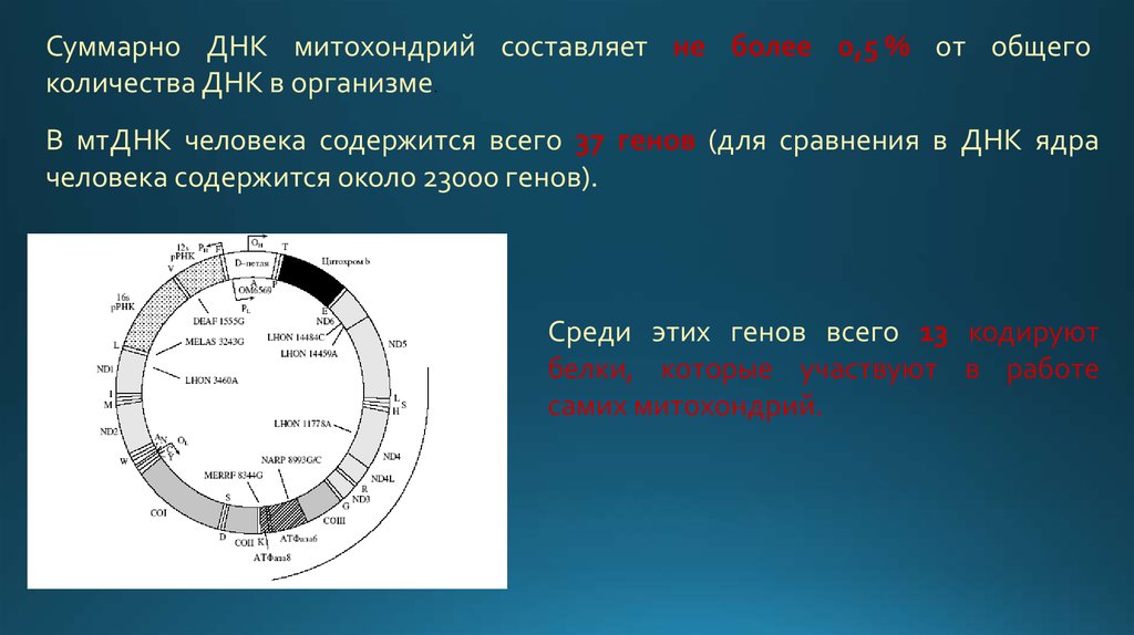 Сколько днк в ядре. Сколько ДНК У человека. Ядерная ДНК человека. Эволюция МТДНК. Кроме ядра ДНК содержится.