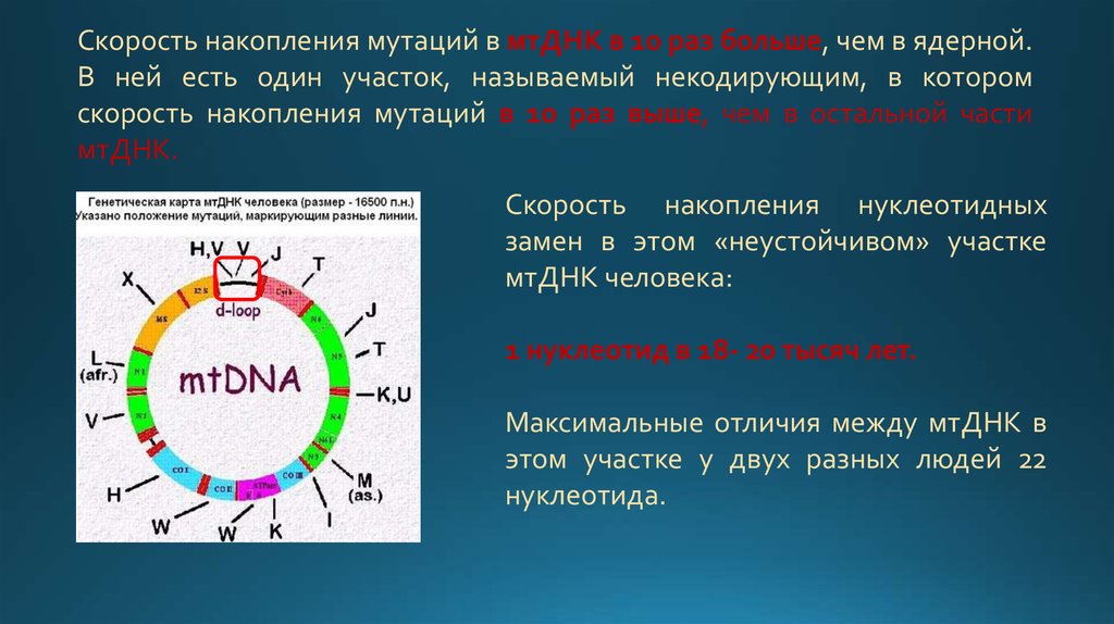 Днк октябрь 2023. Скорость накопления мутаций в МТДНК. МТДНК. Скорость накопления. Мутации МТДНК классификация.