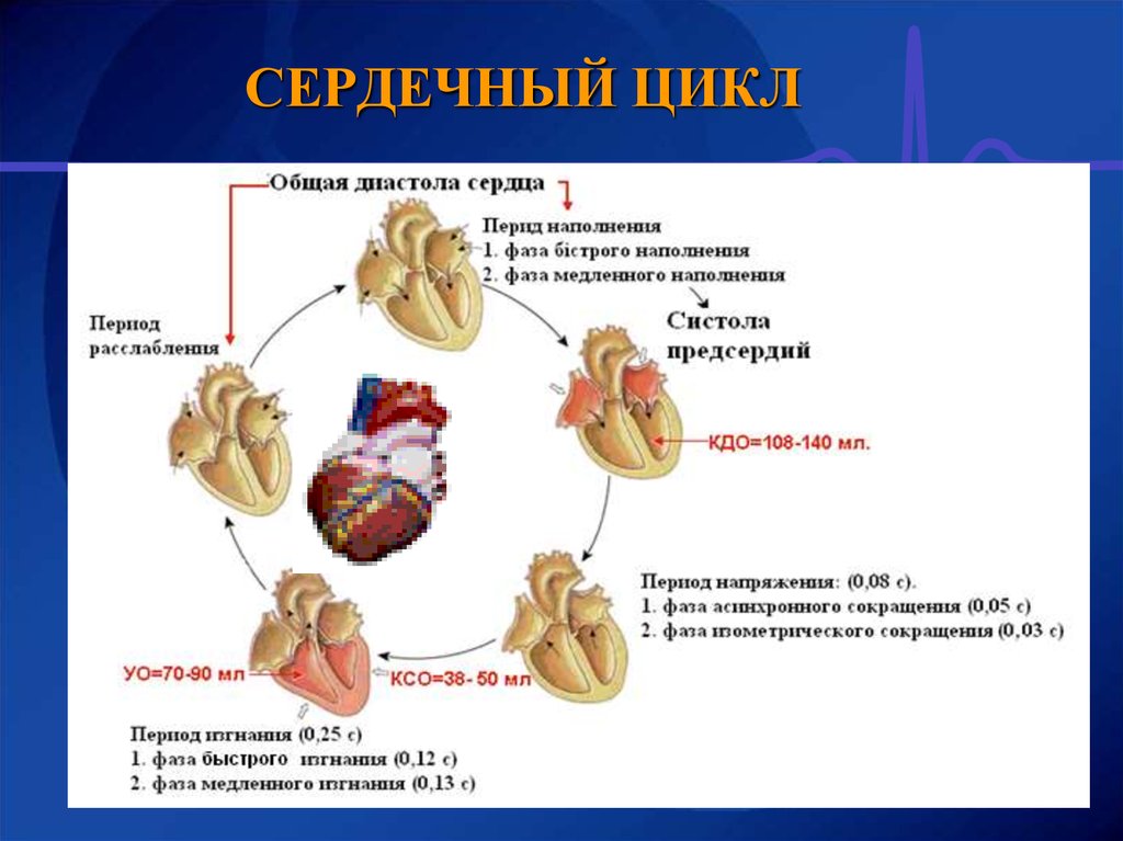 Роль сердца. Функции сердца в организме человека. Основные функции сердца человека. Функции сердца человека кратко. Функция сердца в организме человека кратко.