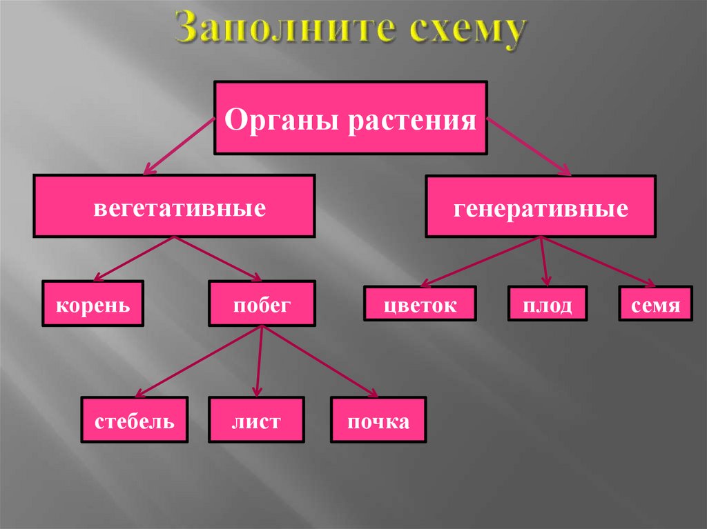 Заполни схему животное живое существо