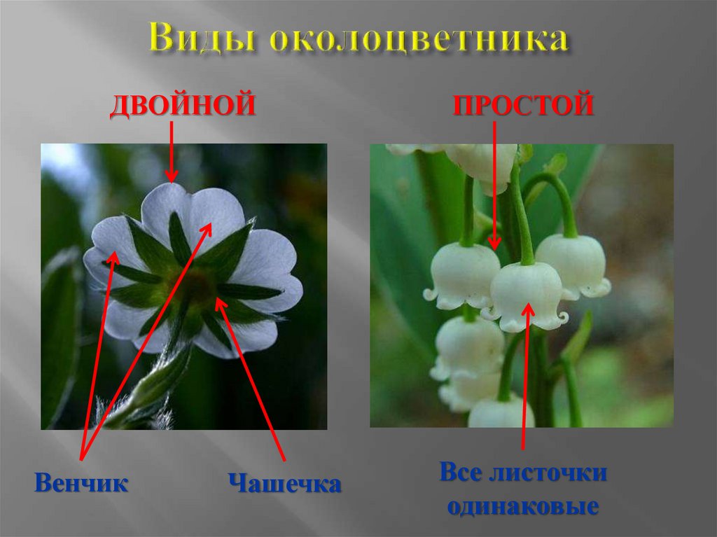 Какой околоцветник у однодольных растений