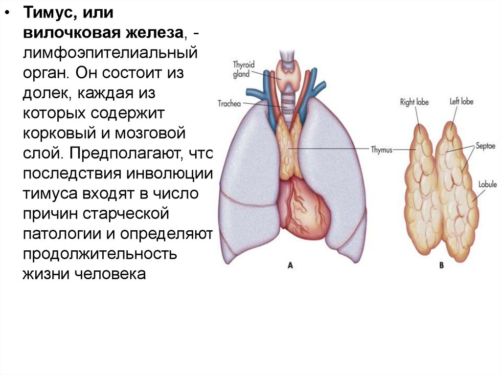 Иммунный орган тимус