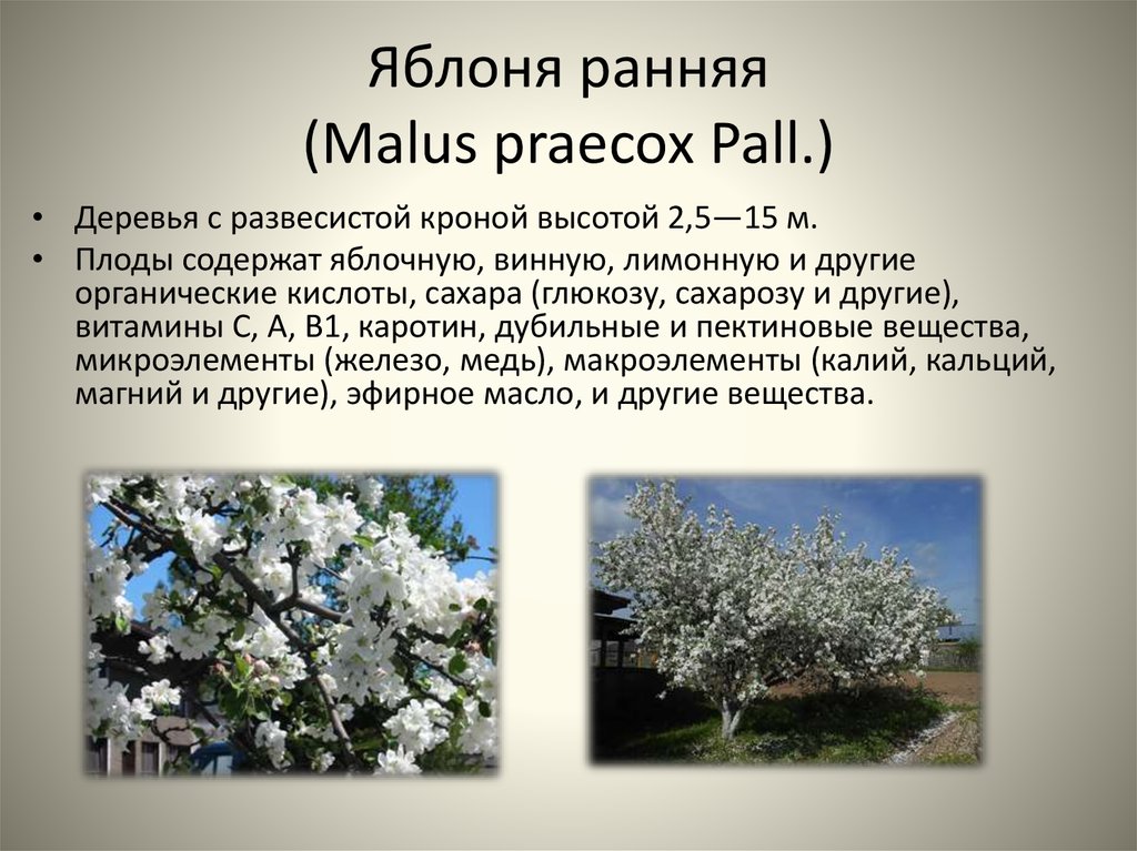 Malus praecox. Розоцветные деревья яблоня. Яблоня ранняя дерево. Яблоня ранняя Плантариум. Яблоня относится к растениям