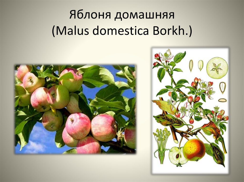 Яблоня относится к растениям. Яблоня домашняя (Malus domestica). Яблоня домашняя (Malus domestica Borkh). Описание яблони. Род яблоня виды.