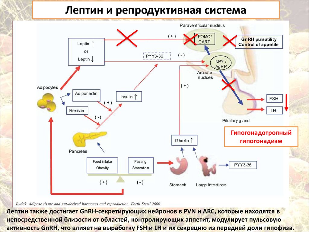 Лептин. Лептин гормон норма. Гормон лептин показатели норма. Лептин в крови. Лептин функции.