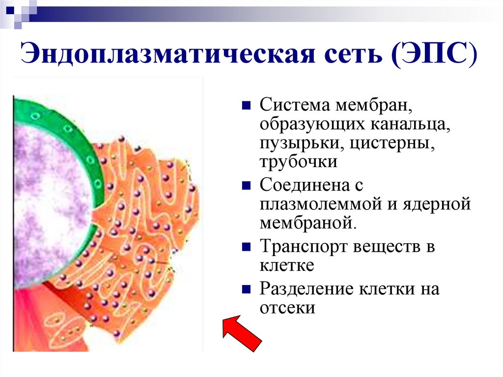 Пузырьков эпс. Гладкая эндоплазматическая сеть органоид. Транспорт веществ по клетке эндоплазматическая сеть. Мембраны эндоплазматической сети. Эндоплазматический ретикулум органеллы.