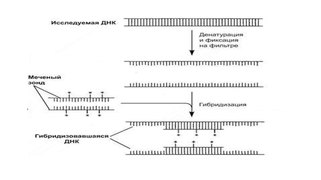 Рестрикционная карта хромосом