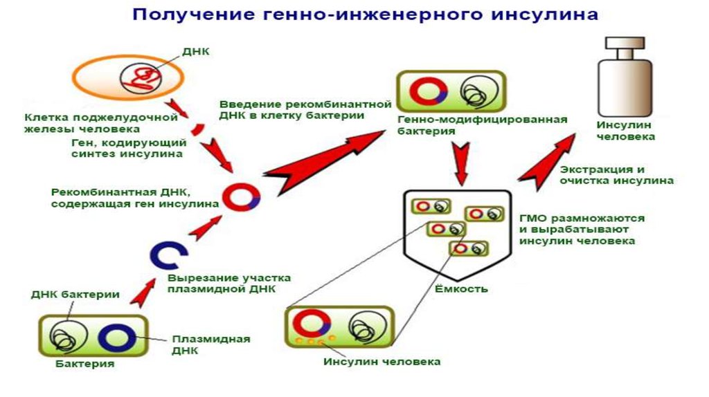 Создание бактериальных клеток способных синтезировать инсулин