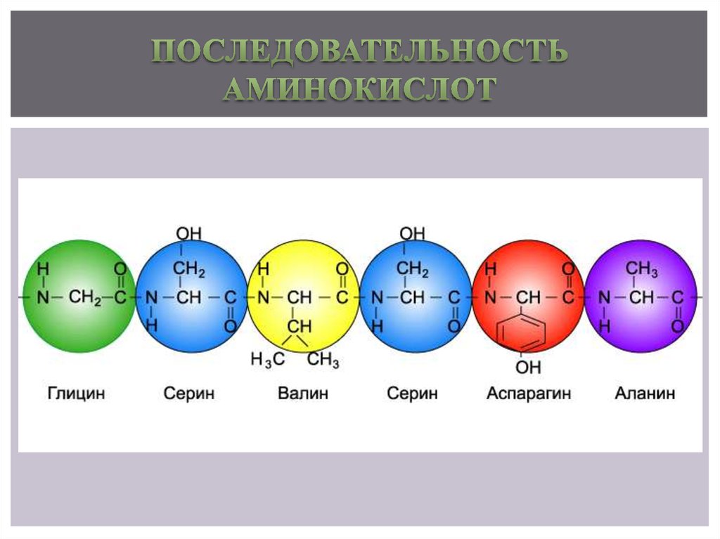 Изменение аминокислот последовательности белков. Последовательность аминокислот. Аоследовательностьаминксилот. Аминокислотная последовательность. Последовательность аминокислот в белке.