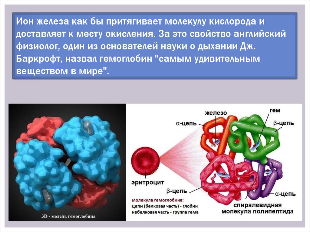 Употребление гемоглобина. Строение молекулы гемоглобина. Строение гемоглобина биохимия. Химическое строение гемоглобина. Гемоглобин строение и функции.