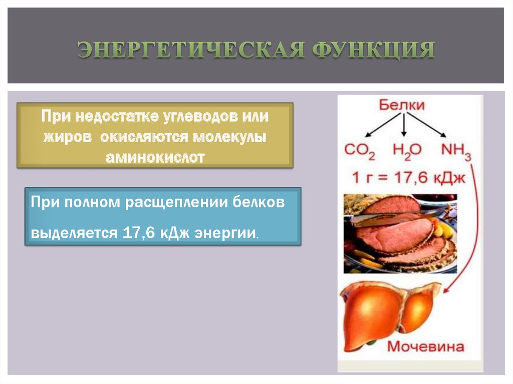 Энергетическая функция белков презентация