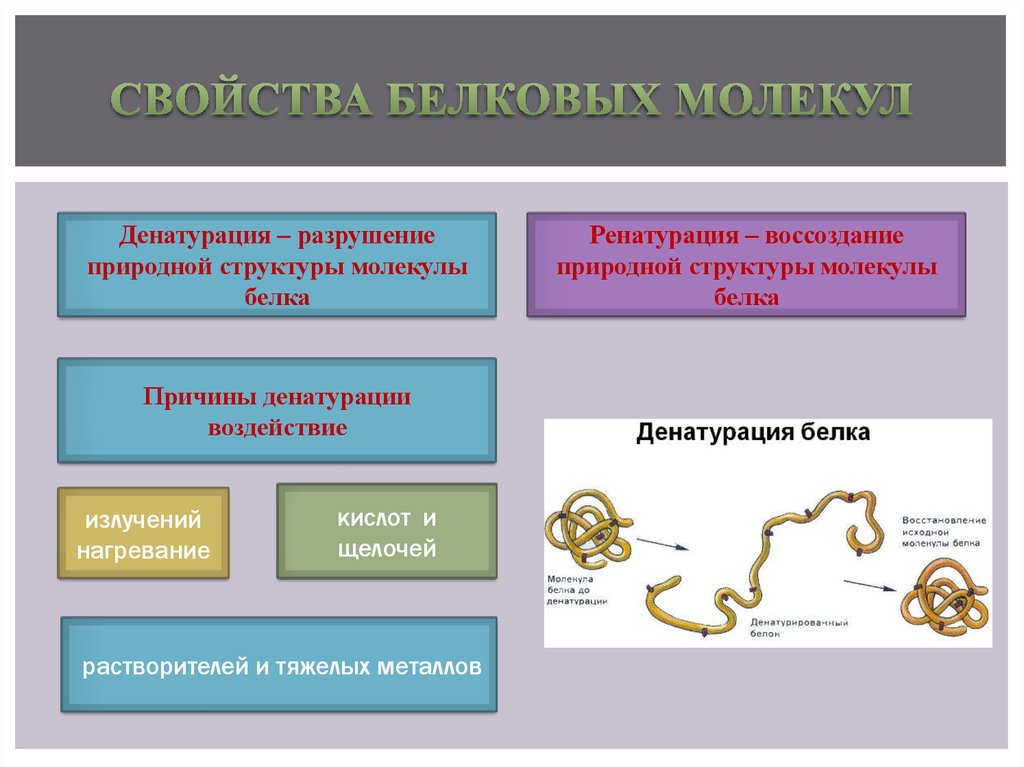 Белки состав и структура белков 10 класс биология презентация