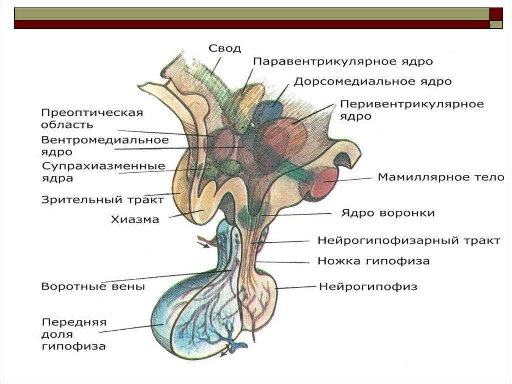 Гипоталамус на рисунке