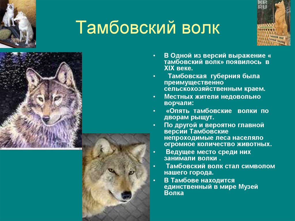 Выражение тамбовский волк. Тамбовский волк. Тамбовский волк рассказ. Легенда о Тамбовском волке. Тамбовский волк сообщение.