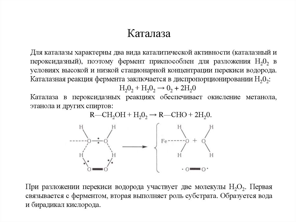 Реакции с участием пероксида водорода. Строение каталазы биохимия. Каталаза фермент строение. Каталаза строение и функции. Химическое строение каталазы.