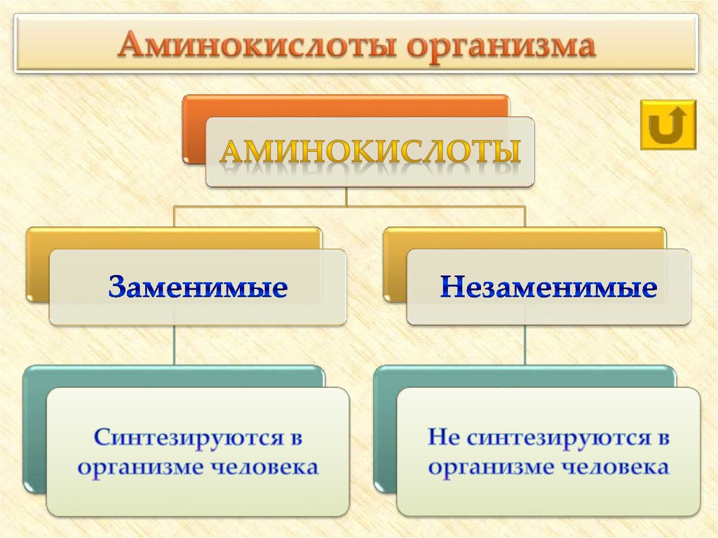 Аминокислоты необходимые человеку. Аминокислоты в организме. Аминокислоты в организме человека. Незаменимые аминокислоты. Функции заменимых аминокислот.