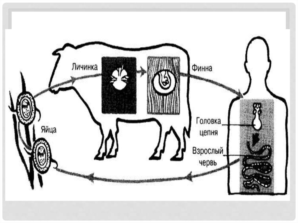 Способ заражения тениаринхозом. Тениаринхоз цикл развития.