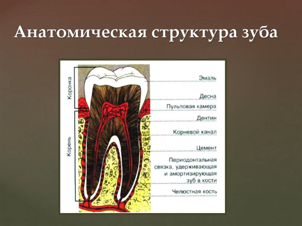 Особенности внутреннего строения зуба