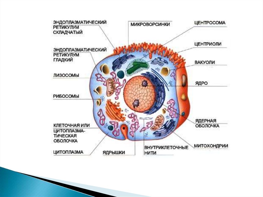 Клеточный термин. Строение одноклеточных эукариот. Строение эукариотной клетки строение ядра. Строение клетки эукариот кратко. Строение клеток эукариотических организмов.