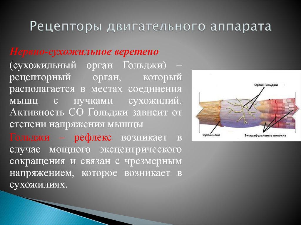 Рецепторы мышц. Нервно-сухожильные веретена. Рецепторы двигательного аппарата. Нервно-сухожильные веретена располагаются. Функции мышечных веретен и сухожильных органов.