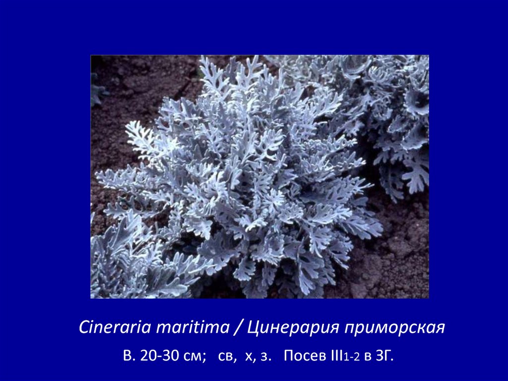 Цинерария приморская схема посадки