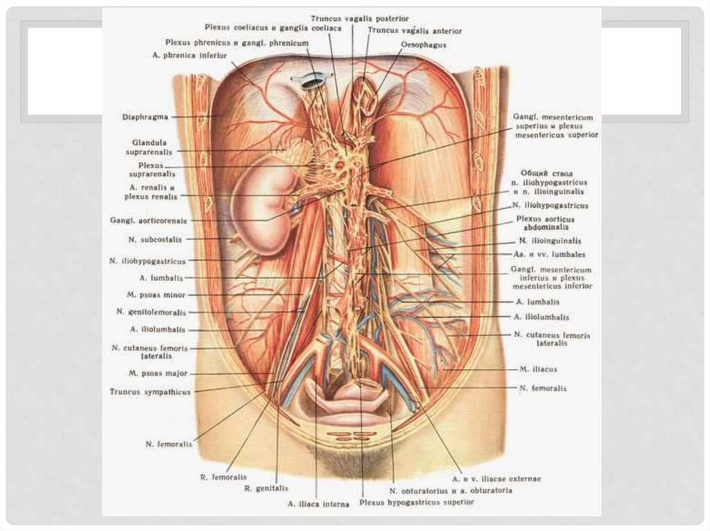 Анатомия внутренних органов женщины фото. Расположение органов. Расположение органов у женщин. Строение человека внутренние органы женщины брюшной полости. Расположение внутренних органов у человека в картинках.