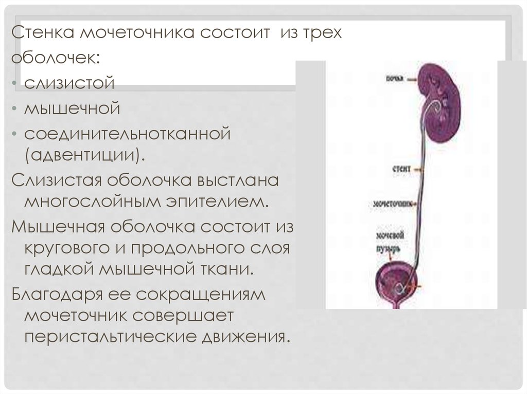 Из мочеточников моча поступает. Слизистая оболочка мочеточника выстлана. Стенка мочеточника состоит из оболочек. Мышечная стенка мочеточника. Мышечная оболочка стенок мочеточник.