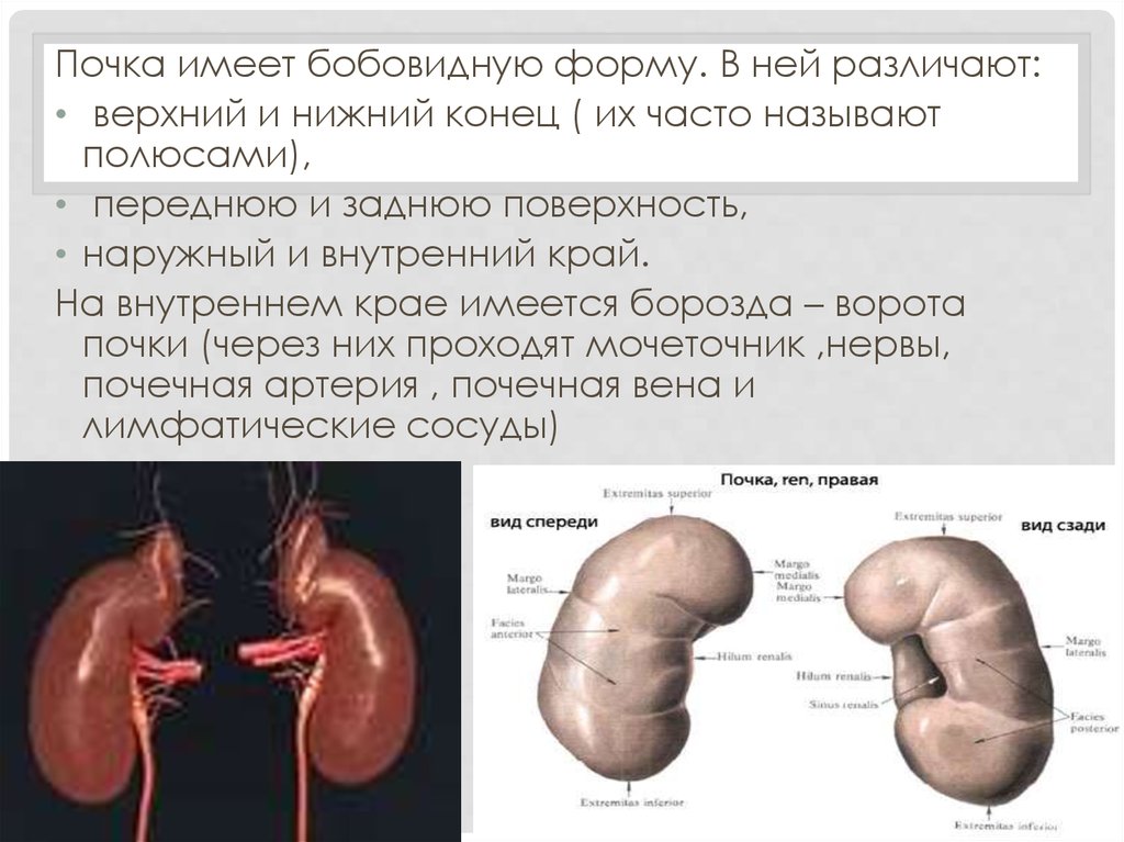 Иметь верхний. Почки вид спереди. Бобовидная форма почки. Почка имеет бобовидную форму..