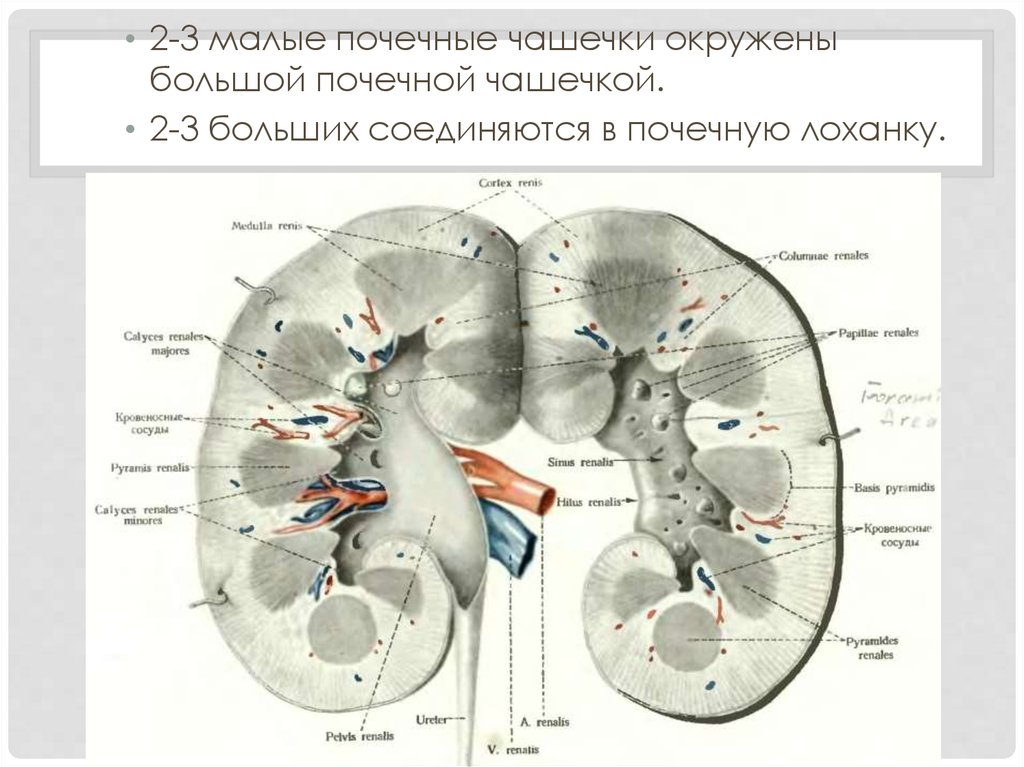 Чашечки почки. Малые и большие чашечки почечные лоханки. Почечные чашки и почечная лоханка. Малые и большие чашки почки. Большие и малые чашечки почки.