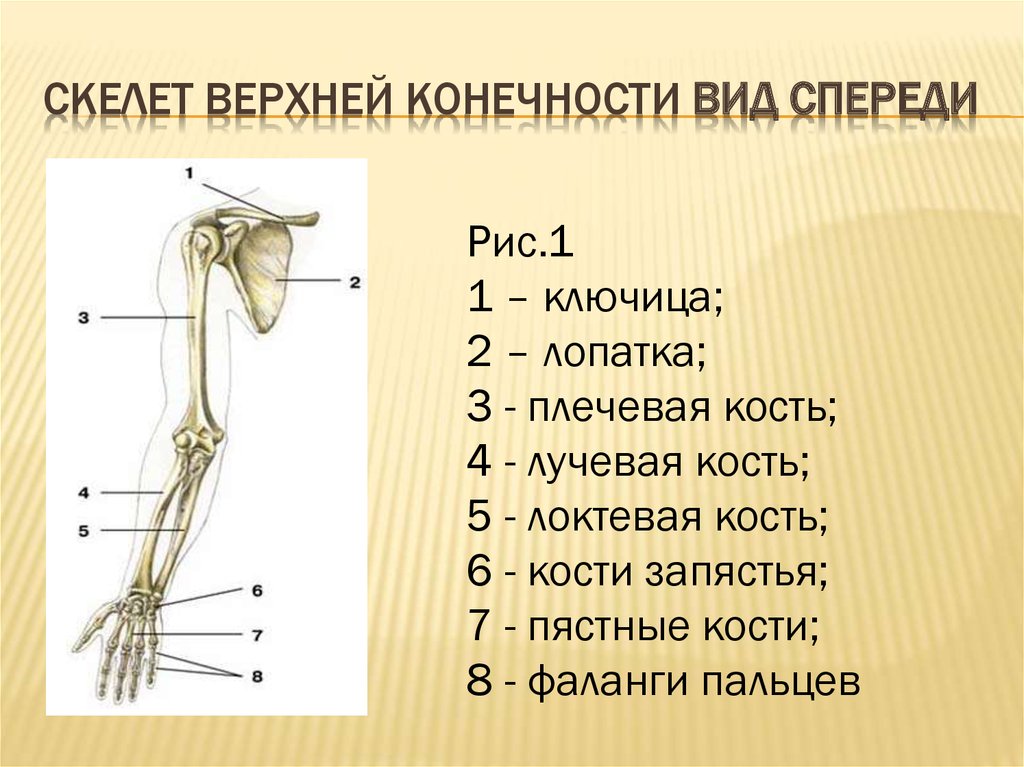 Отделы скелета пояса верхних конечностей. Три отдела скелета верхней конечности. Плечевой пояс и скелет верхних конечностей. Плечевая кость анатомия верхняя. Строение пояса верхних конечностей.