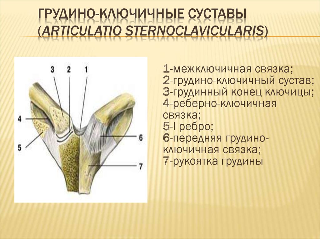 Грудинно ключичный сустав