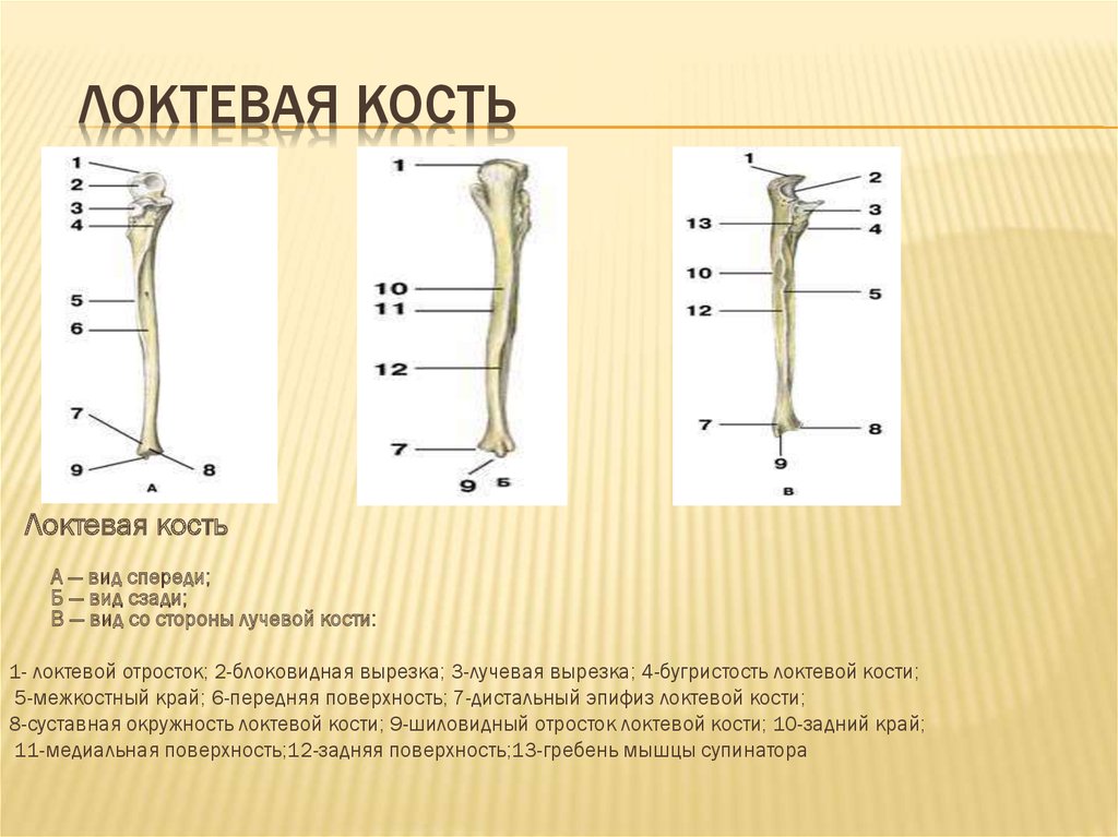 Какой цифрой на рисунке обозначена лучевая кость