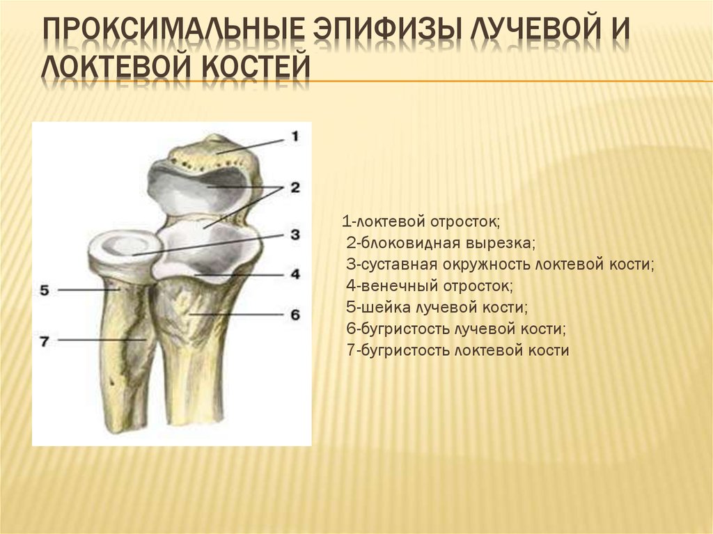 Проксимальная кость дистальная. Дистальный лучелоктевой сустав анатомия. Эпифиз локтевого сустава. Проксимальный лучелоктевой сустав. Проксимальный конец локтевой кости.